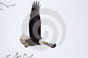 American Bald Eagle flying