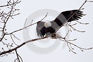 American Bald Eagle flying