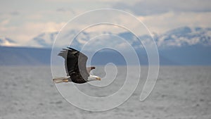 American bald eagle flying with outstretched wings in Homer Alaska USA