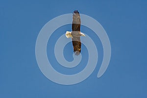 American Bald Eagle flying overhead.