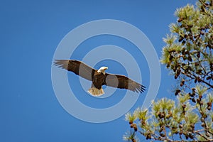 American Bald Eagle flying overhead.