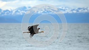 American bald eagle flying past Chugach Mountains in coastal Alaska USA