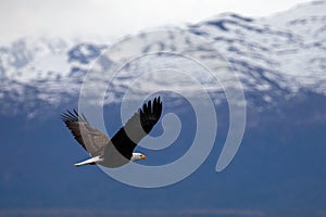 American bald eagle flying past Homer Alaska with outstretched wings in coastal Alaska United States