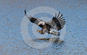 American Bald Eagle full flaps seconds before catching a fish