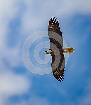 American bald eagle glides through the air with wings spread wide