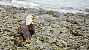 American bald eagle on gravel beach on Homer Spit in coastal Alaska USA
