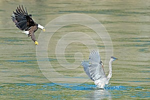 American Bald Eagle with Great Blue Heron