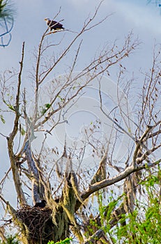 An American Bald Eagle Guarding His Eaglet