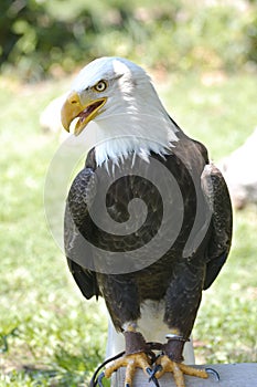 American bald eagle (Haliaeetus leucocephalus)