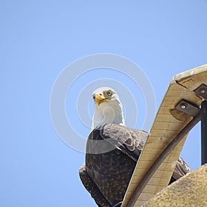 American bald eagle (Haliaeetus leucocephalus)