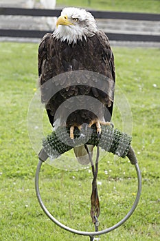 American bald eagle (Haliaeetus leucocephalus)