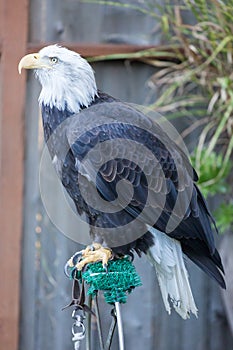 American Bald Eagle - Haliaeetus leucocephalus, Adult Female