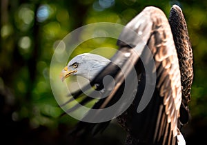 American Bald Eagle (Haliaeetus leucocephalus) Flaps Wings