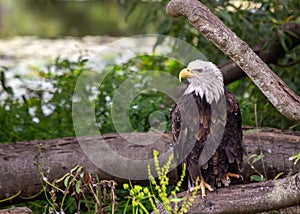 American Bald Eagle (Haliaeetus leucocephalus) in North America