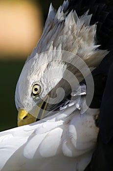 American Bald Eagle (Haliaeetus leucocephalus) Preens Tail