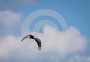 American Bald Eagle Haliaeetus leucocephalus soars in a blue and cloudy sky