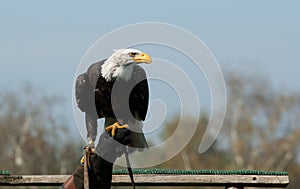 American bald eagle on the hand of a falconer