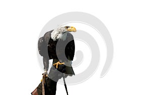 American bald eagle on the hand of a falconer