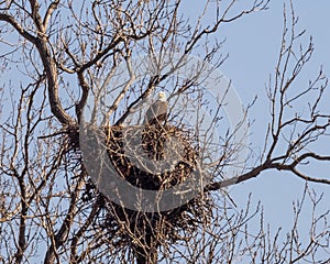 American Bald Eagle ion its nest alongside the highway in Alton, Illinois