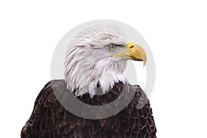 American Bald Eagle isolated on a white