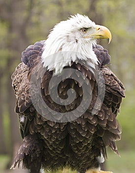 American Bald Eagle with its Feathers Fluffed