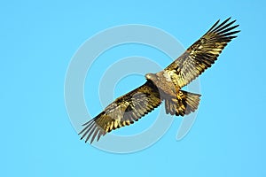 American Bald Eagle Juvenile