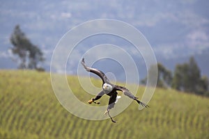 American Bald Eagle landing in Otavalo, Ecuador