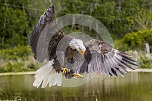 American Bald Eagle