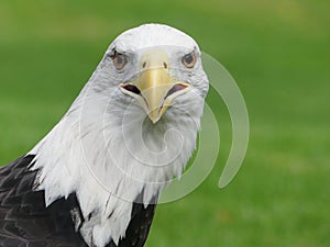 American Bald Eagle Landscape Photo Full Face Looking at the Camera