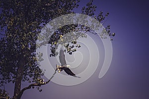 American Bald Eagle - Take Off