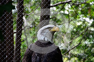 American Bald Eagle looking at camera through fence