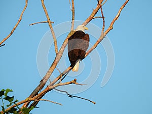 American bald eagle: Majestic American symbol bald eagle bird of prey raptor perched on a bare tree branch on a sunny summer day