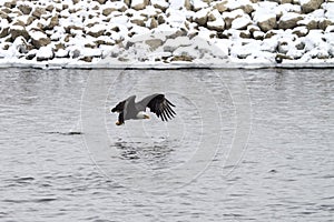 American Bald Eagle Making a Splash in the Mississippi River