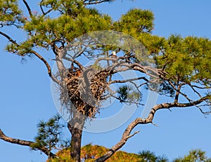 American Bald Eagle at Nest