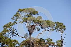 American Bald Eagle at Nest