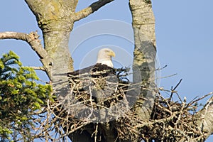 American Bald Eagle in Nest