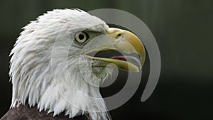 The American Bald Eagle