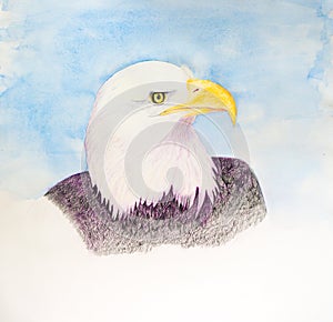 American Bald Eagle - Original Watercolor Painting