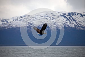 American bald eagle with outstretched wings against coastal mountains near Homer Alaska United States