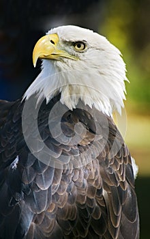 American Bald Eagle Over Shoulder against Black