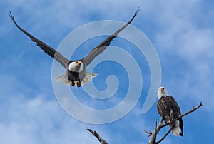 American Bald Eagle pair George and Gracie