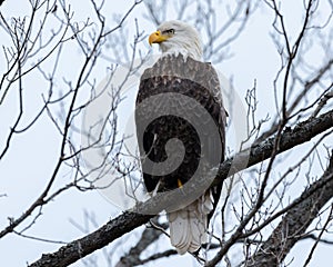 American Bald Eagle perched on a branch