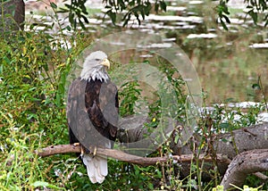 American bald eagle perched on a branch