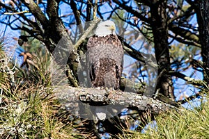 American Bald Eagle perched on a branch.