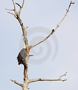 American Bald Eagle Perched on a dead tree