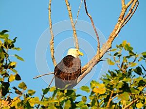American Bald Eagle Perched in a Dead Tree in the Morning Sun