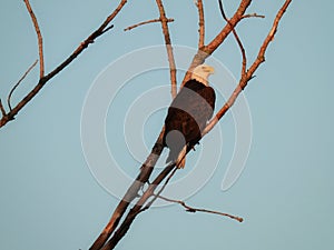 American Bald Eagle Perched in a Dead Tree in the Morning Sun
