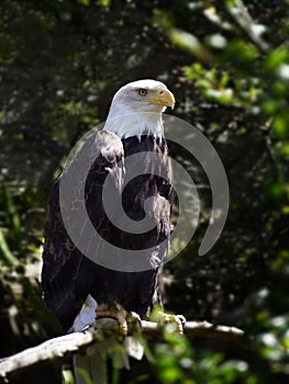 American Bald Eagle perched on the limb of a tree.