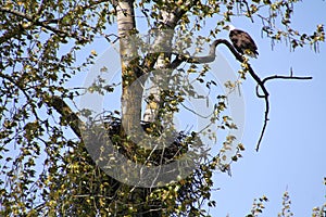 An American bald eagle perched on a tree branch