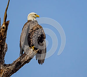 American bald eagle perches on branch looking for prey